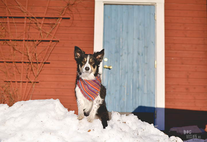 Airbnb huis in Ljusdal, Gävleborg, reizen met honden in Zweden, hondenfotografie, www.DOGvision.be