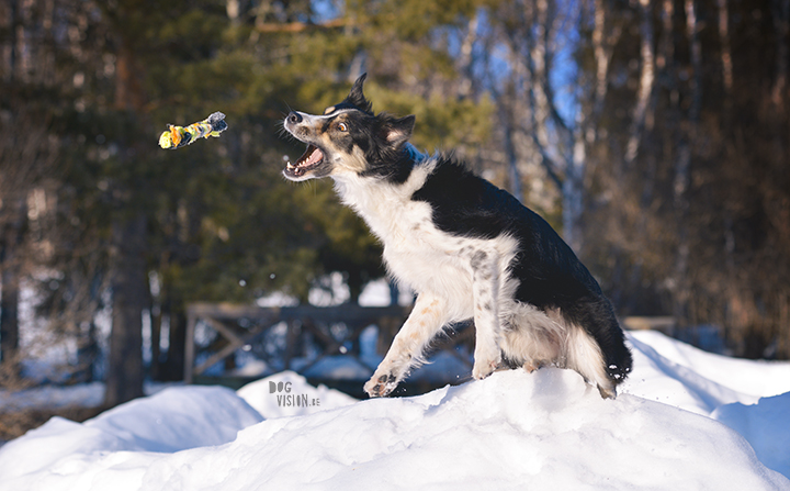 #TongueOutTuesday (14), snuffelbox, Pasen, honden in Zweden, blog op www.DOGvision.be