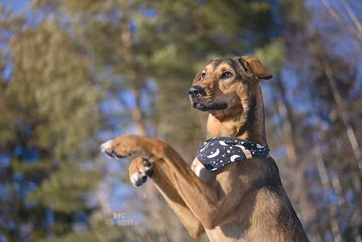 #TongueOutTuesday (14), snuffelbox, Pasen, honden in Zweden, blog op www.DOGvision.be