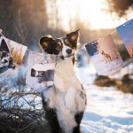 Fotoslinger, foto's honden afdrukken, hondenfotografie, blog op www.DOGvision.be