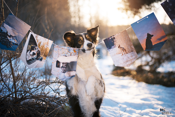 Fotoslinger, foto's honden afdrukken, hondenfotografie, blog op www.DOGvision.be