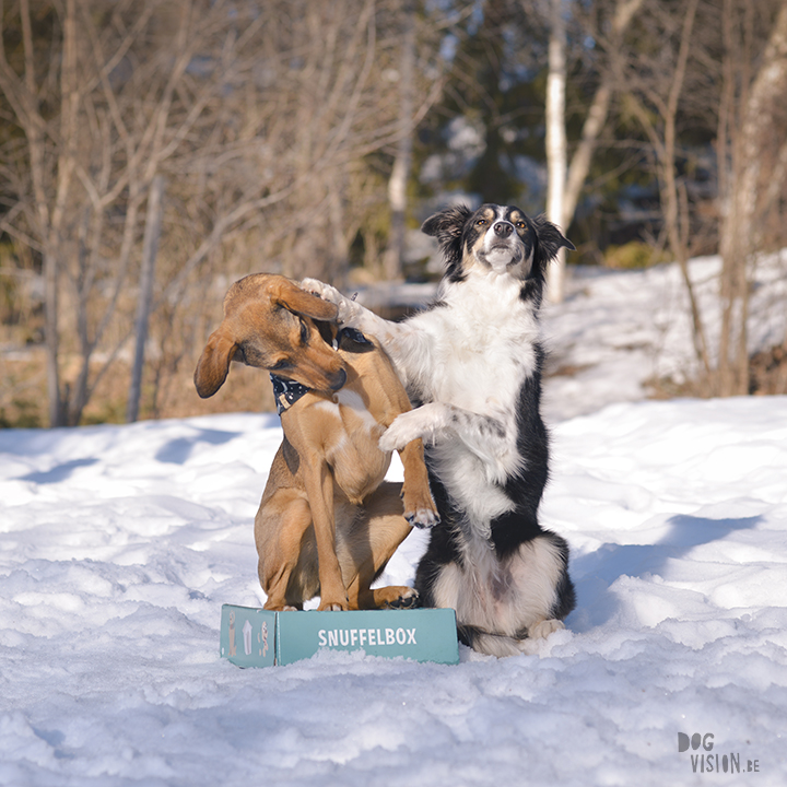 #TongueOutTuesday (14), snuffelbox, Pasen, honden in Zweden, blog op www.DOGvision.be