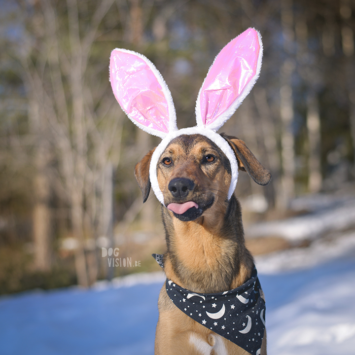 #TongueOutTuesday (14), snuffelbox, Pasen, honden in Zweden, blog op www.DOGvision.be