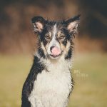 #TongueOutTuesday (19), hondenfotografie, honden in Zweden, outdoors met honden, hondenfotograaf, blog op www.DOGvision.be