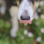 #TongueOutTuesday (20), hondenfotografie en blog, honden in Zweden, Dalarna, www.DOGvision.be