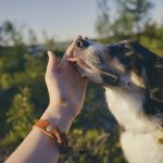 #TongueOutTuesday (21), wekelijkse blog uit Zweden, hondenfotografie, hondenblog, www.dogvision.be