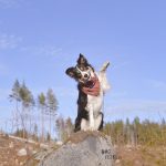 #TongueOutTuesday (18), Border Collie, Zweden, hondenfotografie, www.DOGvision.be