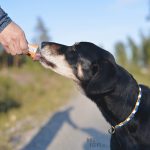 #TongueOutTuesday (22), SUP met de hond, honden in Zweden, hondenfotografie, gopro, blog op www.DOGvision.be