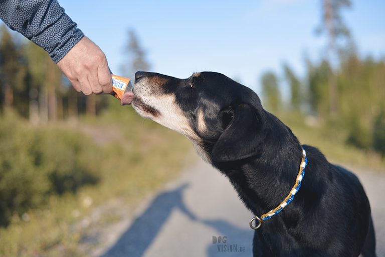 #TongueOutTuesday (22), SUP met de hond, honden in Zweden, hondenfotografie, gopro, blog op www.DOGvision.be