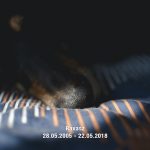 Ravasz, Erdelyi kopo, hondenfotografie DOGvision, www.dogvision.be