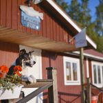 #TongueOutTuesday (24), hondenfotografie, Zweden, avontuur met honden, roadtrip met honden, blog op www.DOGvision.be