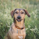 #TongueOutTuesday (25), hondenfotografie, creatief fotografieproject, commerciële hondenfotografie Europa, honden influencer, hondenblog op www.DOGvision.be