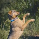 #TongueOutTuesday (23), hondenfotografie, avontuur met honden, fotoproject, Dalarna, www.DOGvision.be