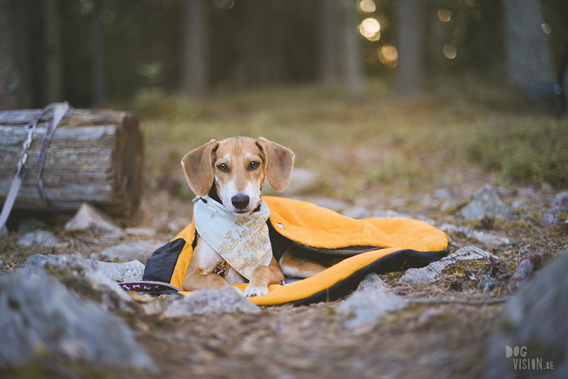 Kamperen met honden in Zweden, Borlänge, Dalarna, hondenfotografie, www.dogvision.be