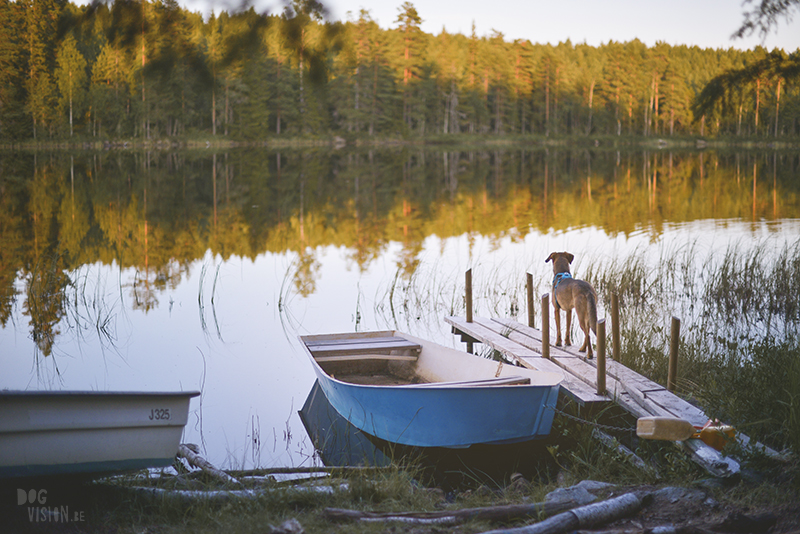 Kamperen met honden in Zweden, Borlänge, Dalarna, hondenfotografie, www.dogvision.be