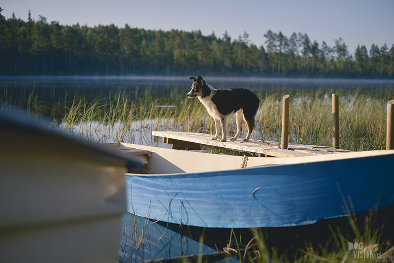 Kamperen met honden in Zweden, Borlänge, Dalarna, hondenfotografie, www.dogvision.be