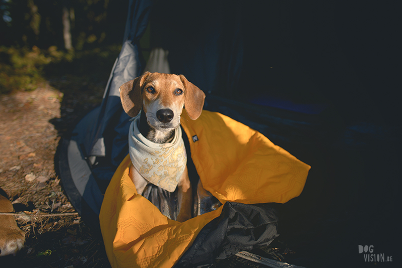 Kamperen met honden in Zweden, Borlänge, Dalarna, hondenfotografie, www.dogvision.be