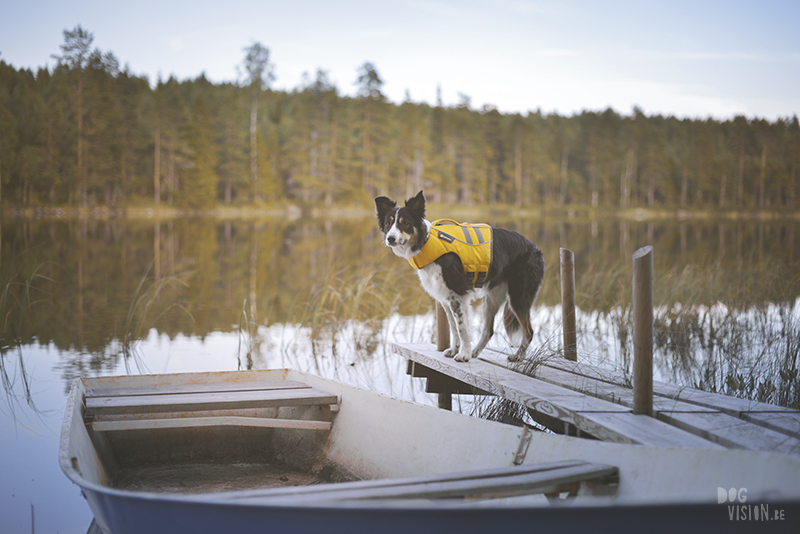 Kamperen met honden in Zweden, Borlänge, Dalarna, hondenfotografie, www.dogvision.be