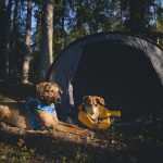 Kamperen met honden in Zweden, Borlänge, Dalarna, hondenfotografie, www.dogvision.be