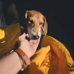 Kamperen met honden in Zweden, Dalarna, hondenfotografie, blog www.dogvision.be