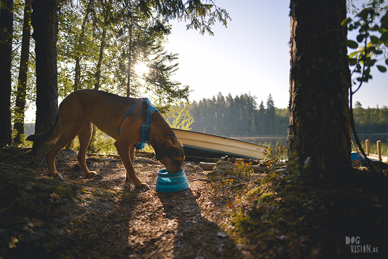 Kamperen met honden in Zweden, Borlänge, Dalarna, hondenfotografie, www.dogvision.be