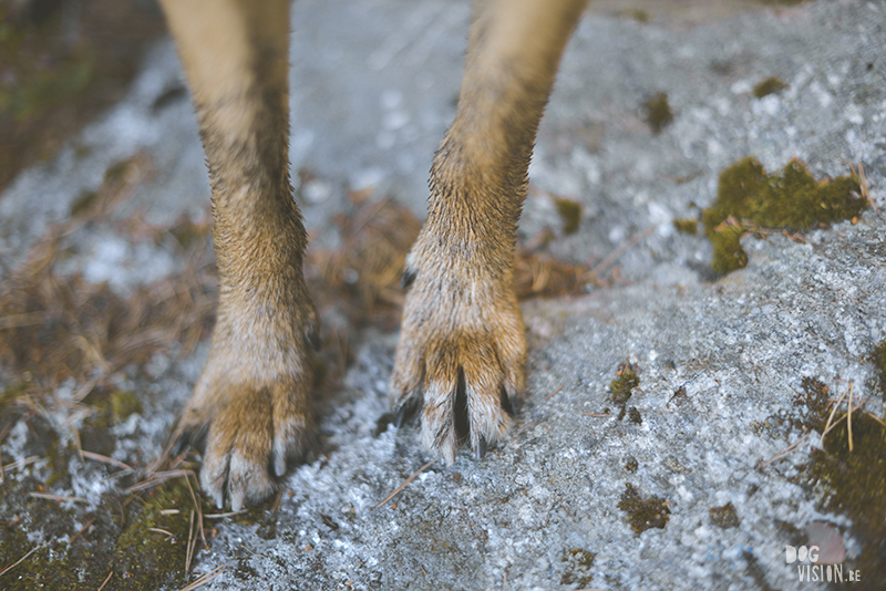 Kamperen met honden in Zweden, Borlänge, Dalarna, hondenfotografie, www.dogvision.be