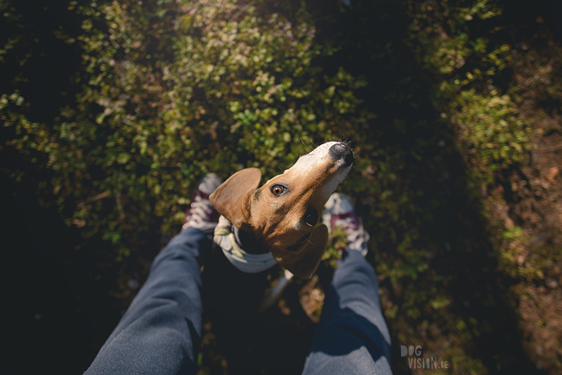 Kamperen met honden in Zweden, Borlänge, Dalarna, hondenfotografie, www.dogvision.be