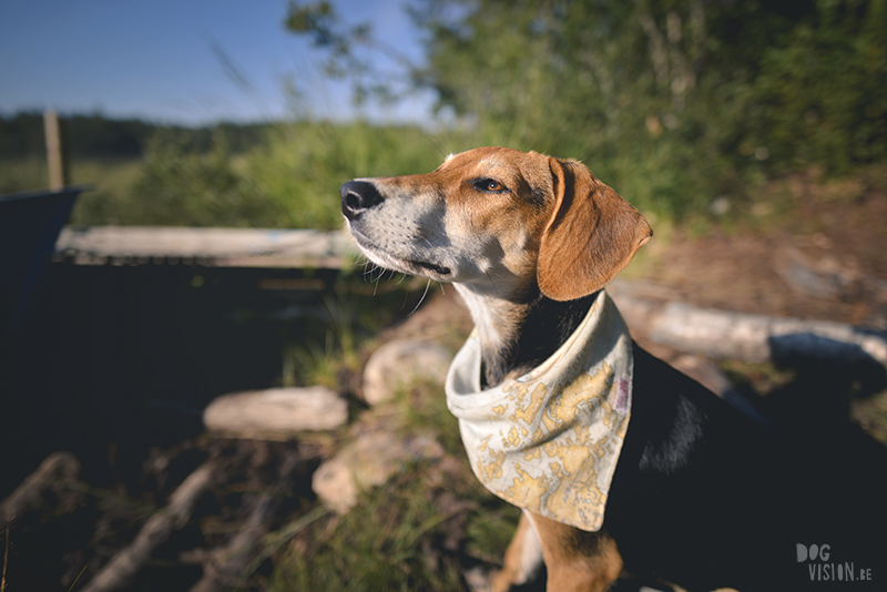 Kamperen met honden in Zweden, Borlänge, Dalarna, hondenfotografie, www.dogvision.be