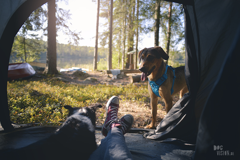 Kamperen met honden in Zweden, Borlänge, Dalarna, hondenfotografie, www.dogvision.be