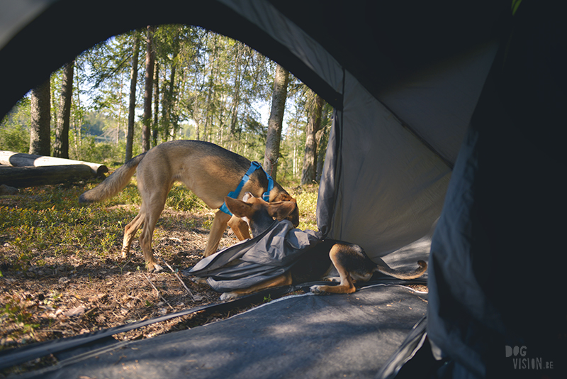 Kamperen met honden in Zweden, Borlänge, Dalarna, hondenfotografie, www.dogvision.be