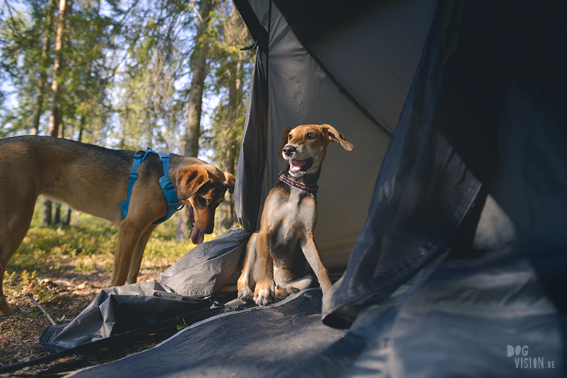 Kamperen met honden in Zweden, Borlänge, Dalarna, hondenfotografie, www.dogvision.be