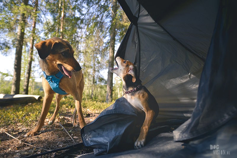 Kamperen met honden in Zweden, Borlänge, Dalarna, hondenfotografie, www.dogvision.be