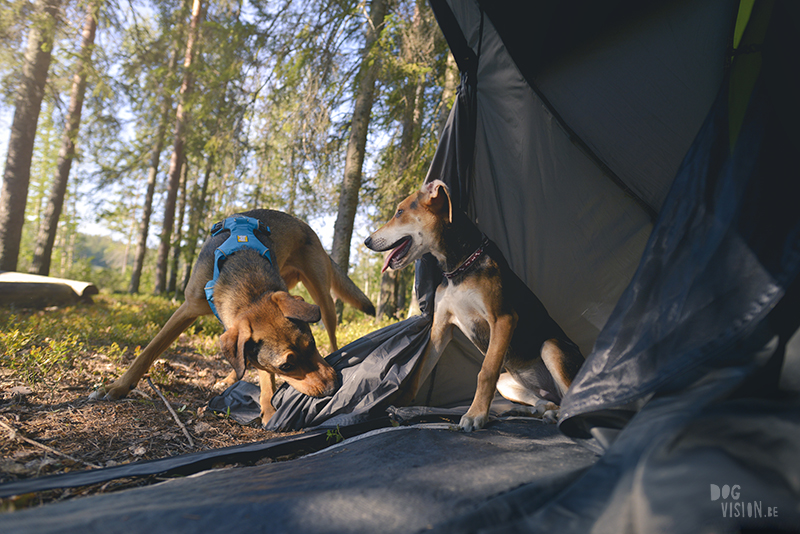 Kamperen met honden in Zweden, Borlänge, Dalarna, hondenfotografie, www.dogvision.be