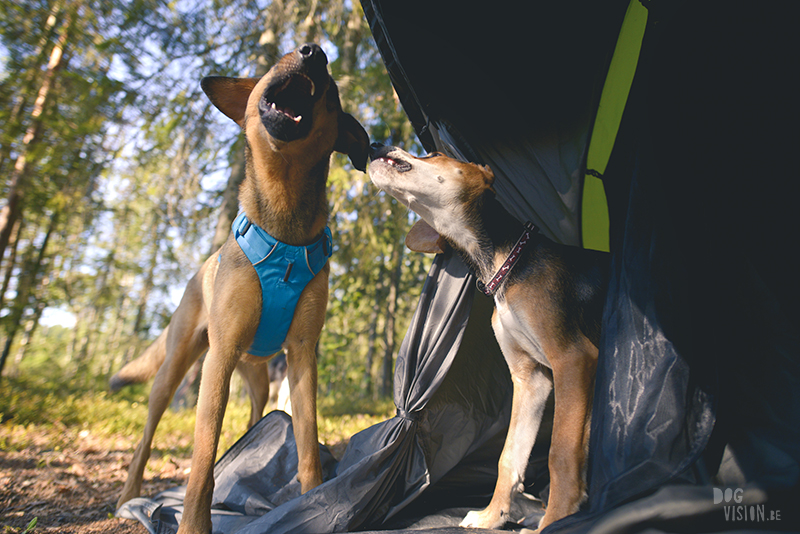 Kamperen met honden in Zweden, Borlänge, Dalarna, hondenfotografie, www.dogvision.be