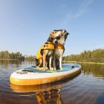 SUP met honden, stand uo paddle in Zweden, honden met ruffwear zwemvest, avontuur met honden, www.DOGvision.be