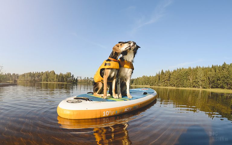 SUP met honden, stand uo paddle in Zweden, honden met ruffwear zwemvest, avontuur met honden, www.DOGvision.be