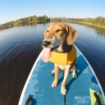 honden sup, Zweden, www.dogvision.be