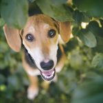 portret adoptiehond Griekenland, hondenfotografie Zweden, hondenfotografie Europa, fotoproject honden, www.DOGvision.be