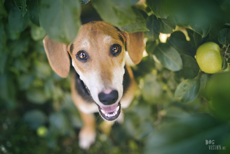 portret adoptiehond Griekenland, hondenfotografie Zweden, hondenfotografie Europa, fotoproject honden, www.DOGvision.be