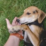 Adoptie hondje uit Kreta, Lizzie, hondenfotografie, www.DOGvision.be