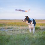 reizen met honden naar Amsterdam Nederland, Zaventem, Border Collie, hondenfotografie, www.dogvision.be