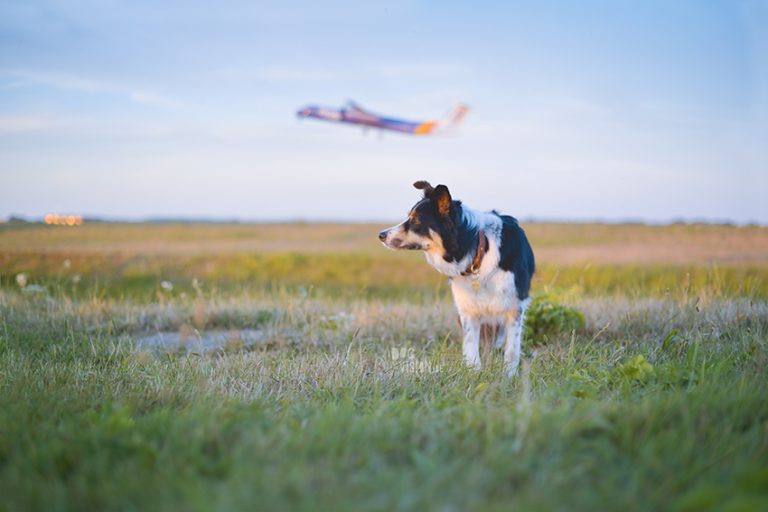 reizen met honden naar Amsterdam Nederland, Zaventem, Border Collie, hondenfotografie, www.dogvision.be