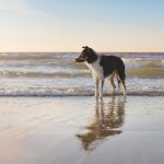 hondenfotografie project, adoptie hond Kreta, www.dogvision.be