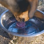 Traveling with dogs from Belgium to Sweden, rescue dogs, www.DOGvision.eu