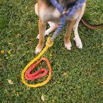 DIY, regenboog hondenleiband, honden DIY, hondenblog, hondenfotografie, www.DOGvision.be