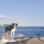 Honden in Zweden, Karlstad, hondenfotograaf Europa, Border Collie, www.dogvision.be