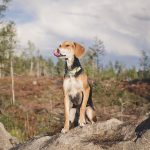 Hondenfotografie, hondenfotograaf Europa, Hondenportret, outdoor hondenfotografie, honden blog op www.DOGvision.be