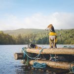 Tweedaagse vlottentocht met honden in Värmland (Zweden), hondenfotografie, hondenfotograaf, avontuur en kamperen met honden, www.DOGvision.be