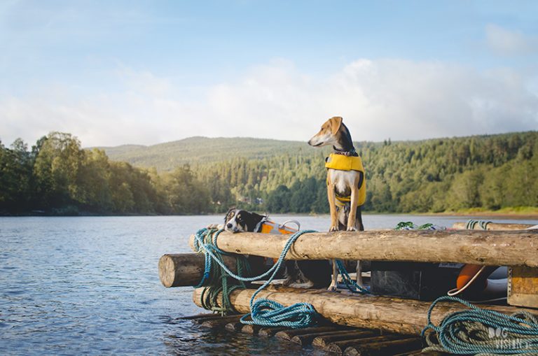 Tweedaagse vlottentocht met honden in Värmland (Zweden), hondenfotografie, hondenfotograaf, avontuur en kamperen met honden, www.DOGvision.be