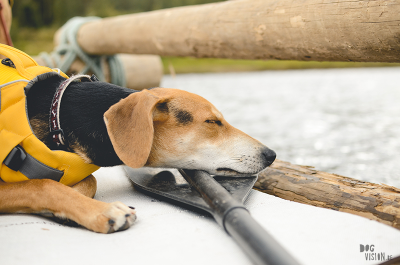  Tweedaagse vlottentocht met honden in Värmland (Zweden), hondenfotografie, hondenfotograaf, avontuur en kamperen met honden, www.DOGvision.be